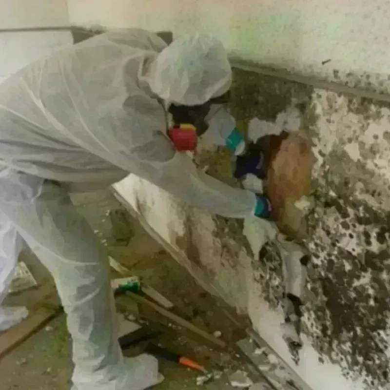 Mold Remediation and Removal in Germantown Hills, IL